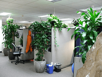 green-office-by-kelly-cookson-on-flickr